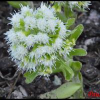 355 petasite blanche petasite albus asteraceae