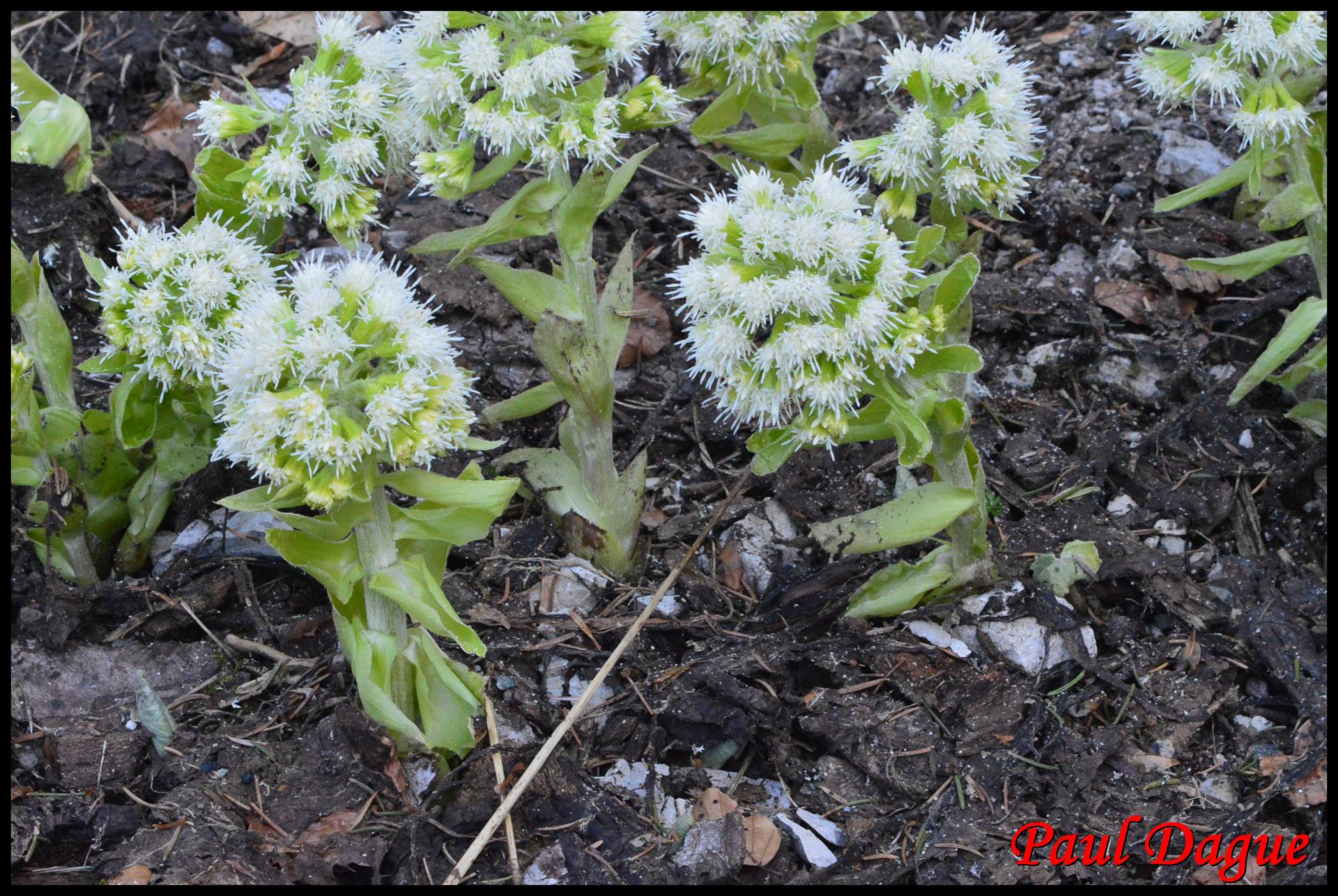 355 petasite blanche petasite albus asteraceae resultat