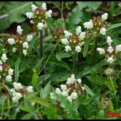 357 brunelle blanche prunella laciniata lamiaceae