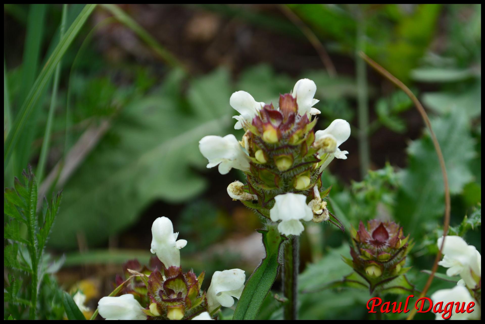357 brunelle blanche prunella laciniata lamiaceae resultat