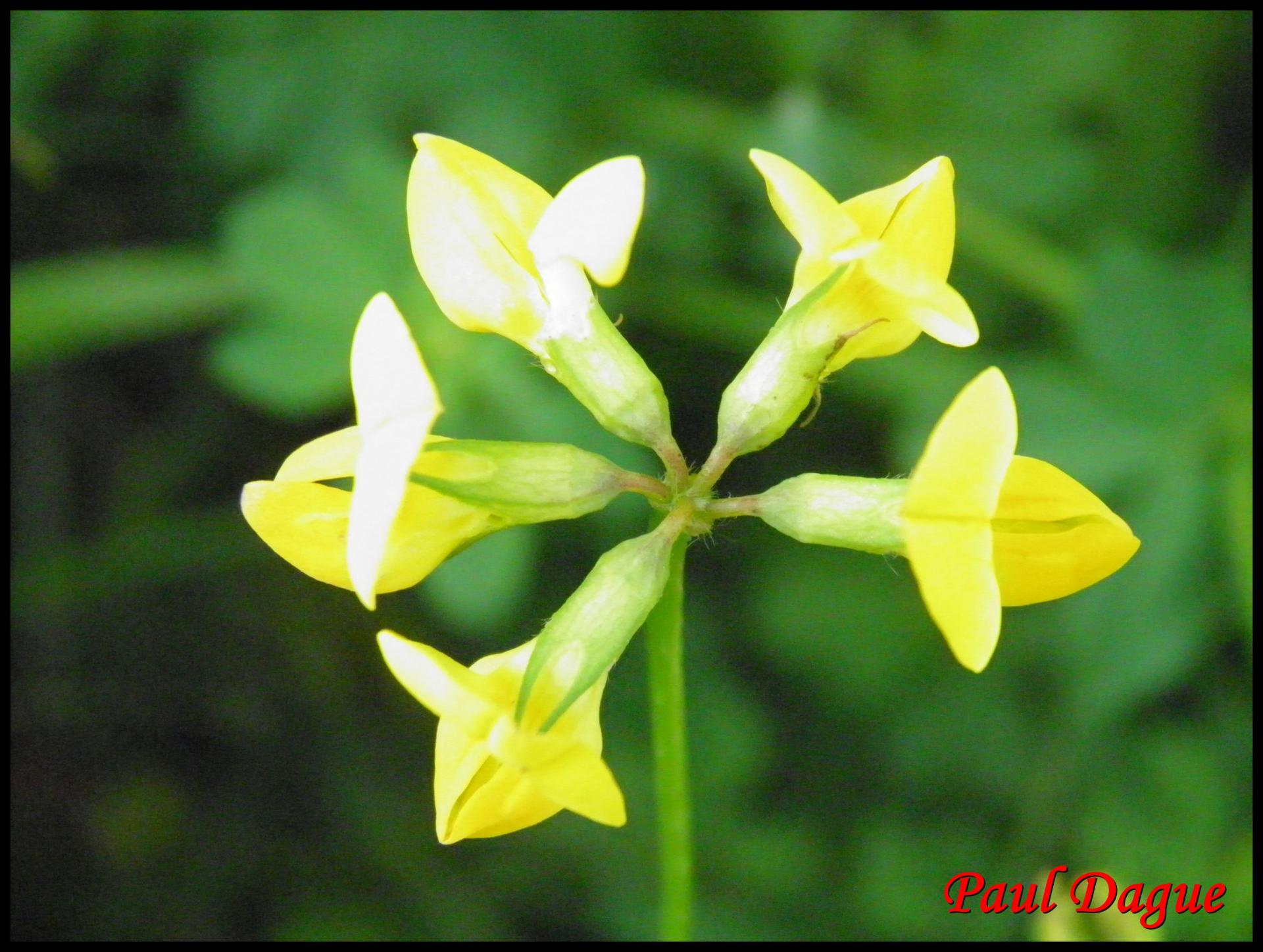 4 lotier cornicule lotus corniculatus fabacee
