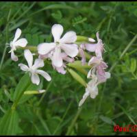49 saponaire officinale saponaria officinalis caryophyllacee