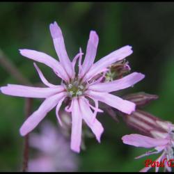 53 silene fleur de coucou silene flos cuculi caryophyllacée
