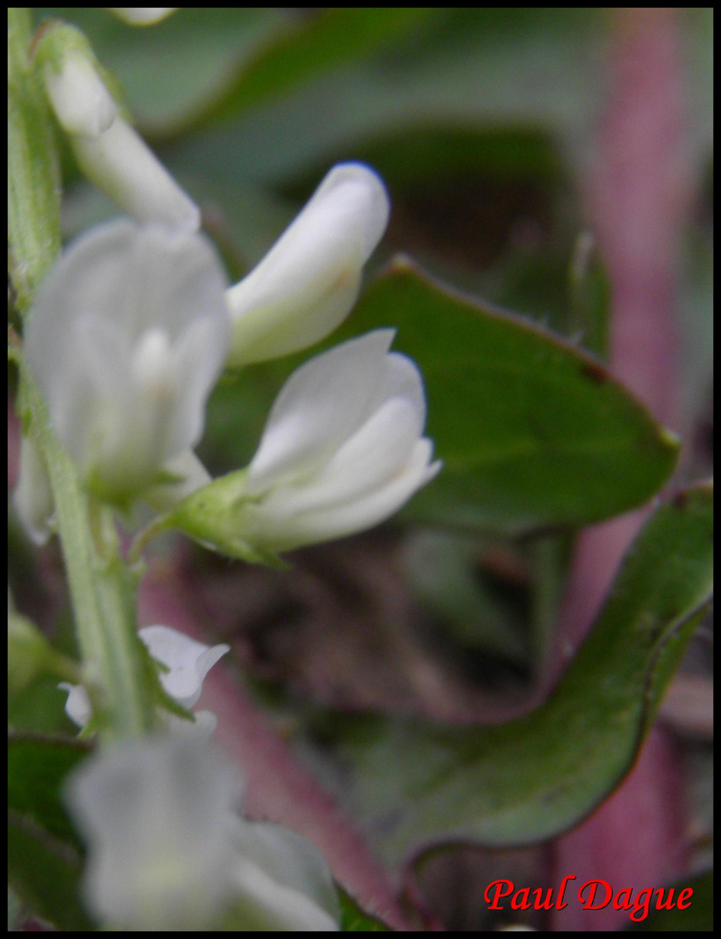 98 melilot blanc melilotus albus fabacee