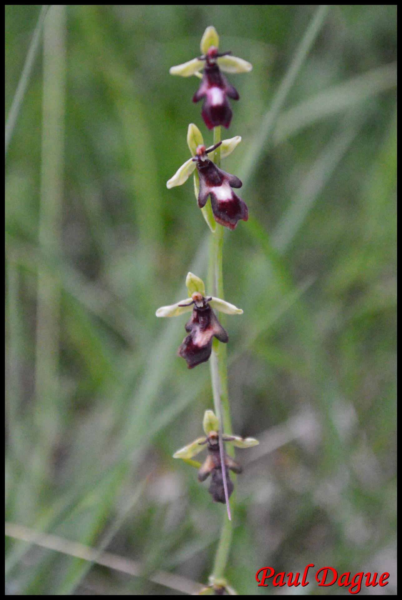 Ophrys mouche ophrys insectifera