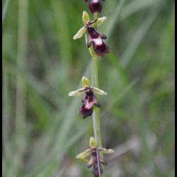 Ophrys mouche ophrys insectifera