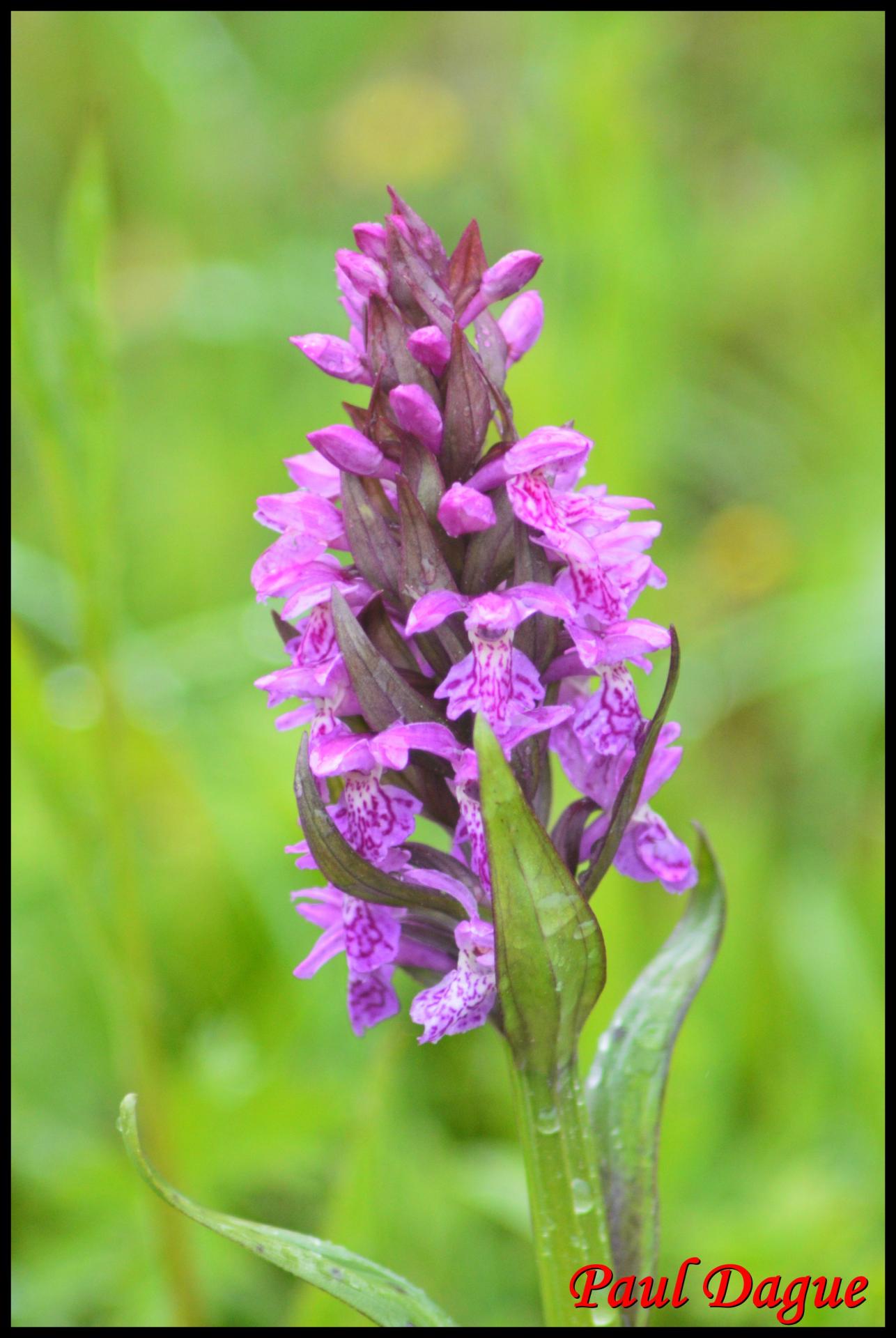 Orchis a feuilles larges dactylorhiza majalis