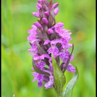 Orchis a feuilles larges dactylorhiza majalis