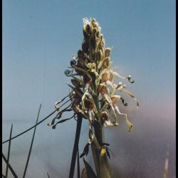 Orchis a odeur de bouc himantoglossum hircinum