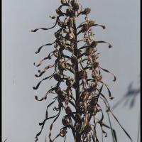 orchis à odeur de bouc himantoglossum hircinum
