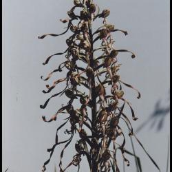 orchis à odeur de bouc himantoglossum hircinum