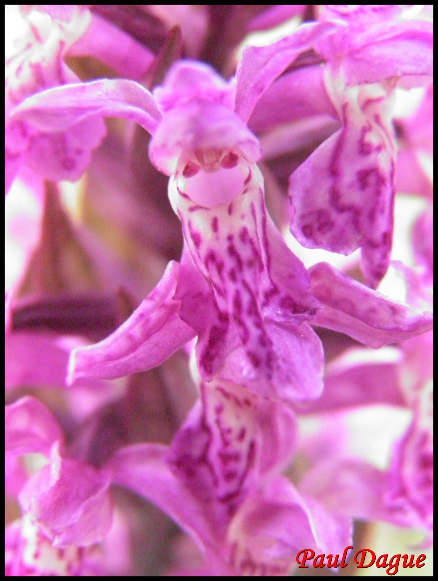 Orchis male orchis mascula
